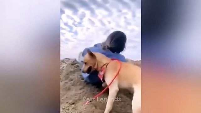 Animaux les plus drôles Nouvelles vidéos drôles de chats et de chiens