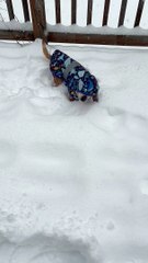Jacket-Clad Chiweenie Hops Through Snow