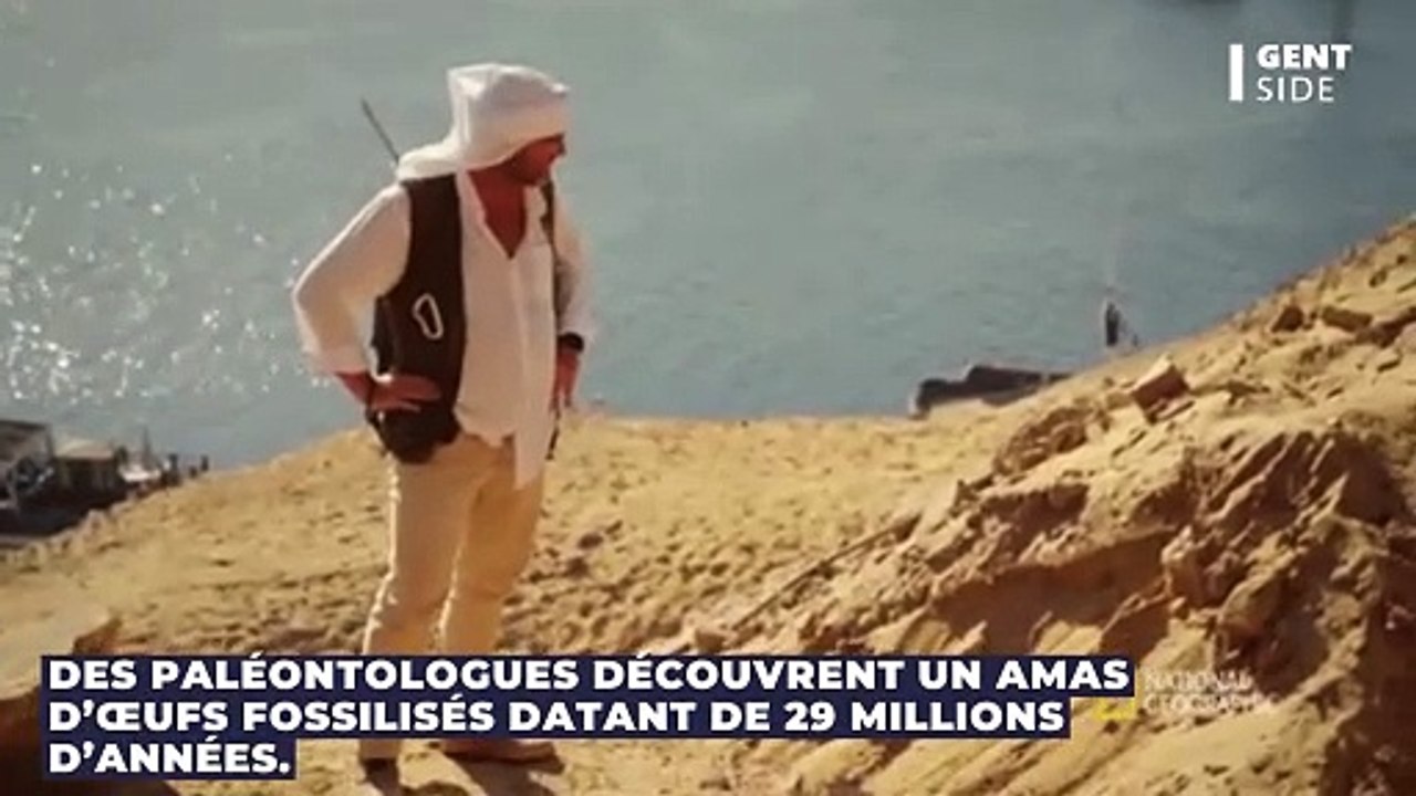 Des paléontologues découvrent un amas d’œufs fossilisés datant de 29 millions d’années