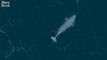 Beluga whale filmed swimming in sea off Scottish coast