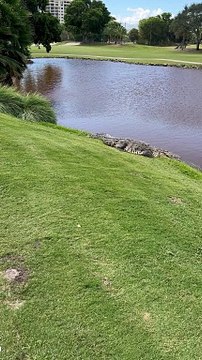 Giant Gator Makes Its Home on Florida Golf Course