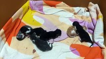 Baby cats after giving birth