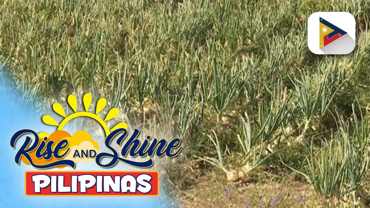 Ilang taniman ng sibuyas sa Bongabon, Nueva Ecija, tinamaan ng peste