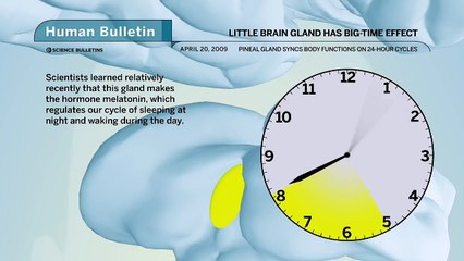 Science Bulletins- Little Brain Gland Has Big-Time Effect [TubeTrendy] fgOviQ_dAps