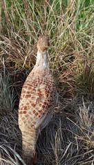 Madi teetar ki voice