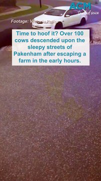 Udder chaos!: 100 escaped cows stampede through suburban streets of Pakenham