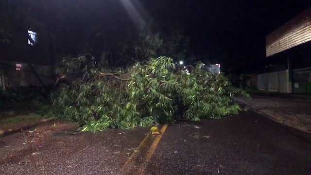 Temporal derruba árvores e arranca fios no Universitário