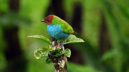 RELAKSASI DAN MOTIVASI DENGAN KEINDAHAN KICAUAN BURUNG
