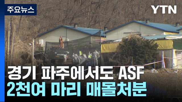 파주 농가에 올해 두 번째 아프리카돼지열병...긴급 방역 조치 / YTN