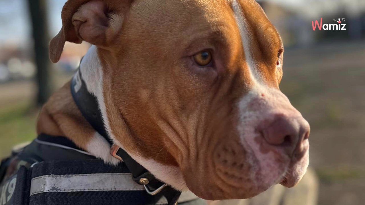 Trouvé attaché à un poteau, ce chien est passé...