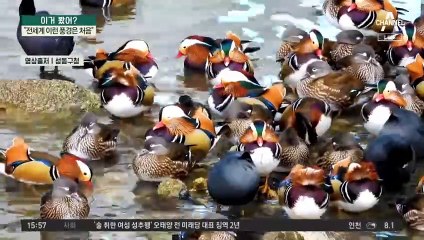 “전세계 이런 풍경은 처음”…중랑천에 원앙 집단 출몰