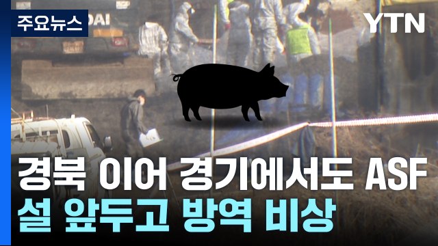 아프리카돼지열병 잇따라 발병...설 앞두고 방역 비상 / YTN