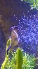 Cavalo-marinho dá à luz mais de 300 filhotes (e há imagens)