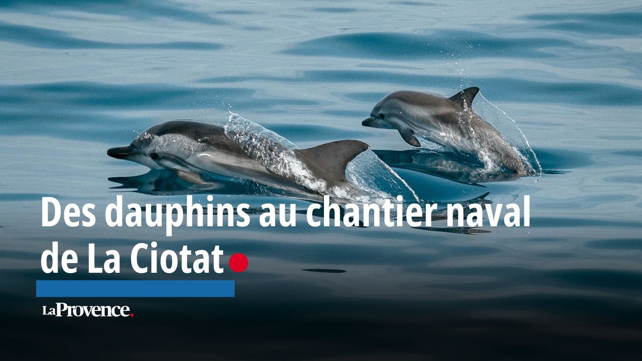Des dauphins au chantier naval de La Ciotat
