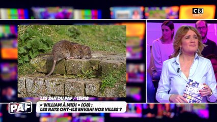 Les rats ont-ils envahi nos villes ?