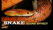 snake- sound effect| snake cobra hissing sound