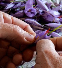 Ils récoltent et travaillent le safran, véritable or rouge
