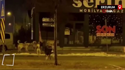 Erzurum'da başıboş köpeklerin korkutan görüntüleri