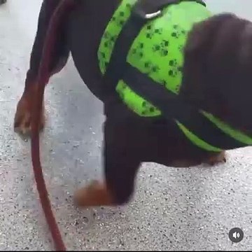 Angry dog owner blasts police after beloved pet destroyed after attack