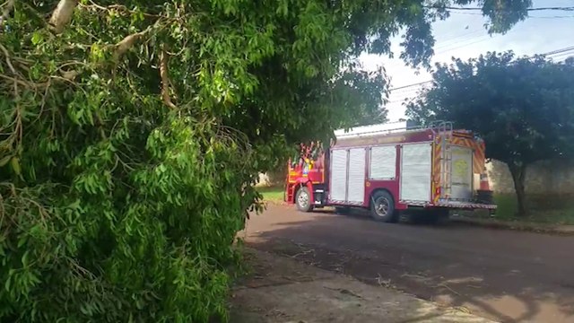 Bombeiros são mobilizados para corte de árvore no Universitário, porém fios energizados impedem o trabalho