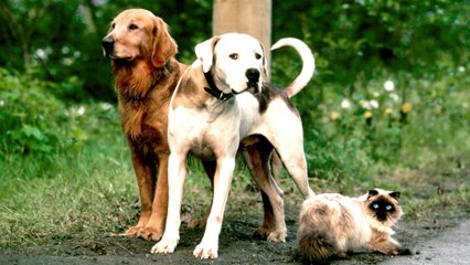 L'incroyable voyage à San Francisco