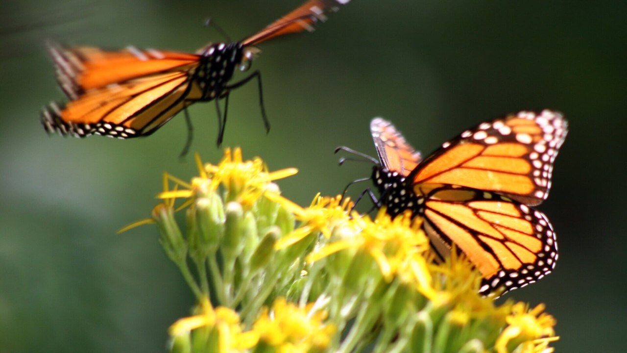 Pollen