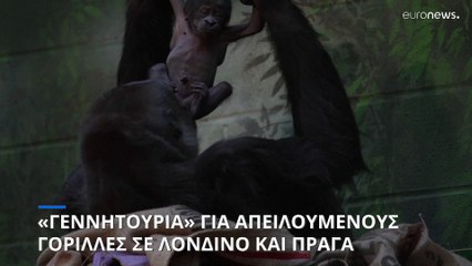 «Γεννητούρια» για απειλούμενο είδος γορίλλα σε Λονδίνο και Πράγα