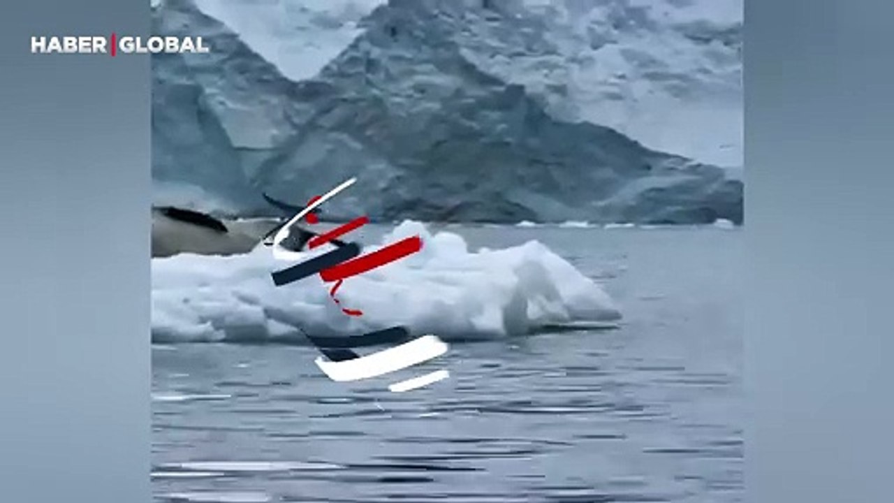 Yanlış buzul parçasına çıkan penguenin aklı çıktı
