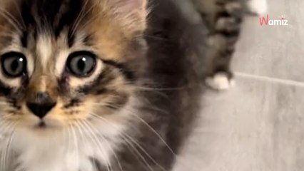 Elle décide de nourrir un chat errant sans imaginer que cette décision aurait de lourdes conséquences (vidéo)