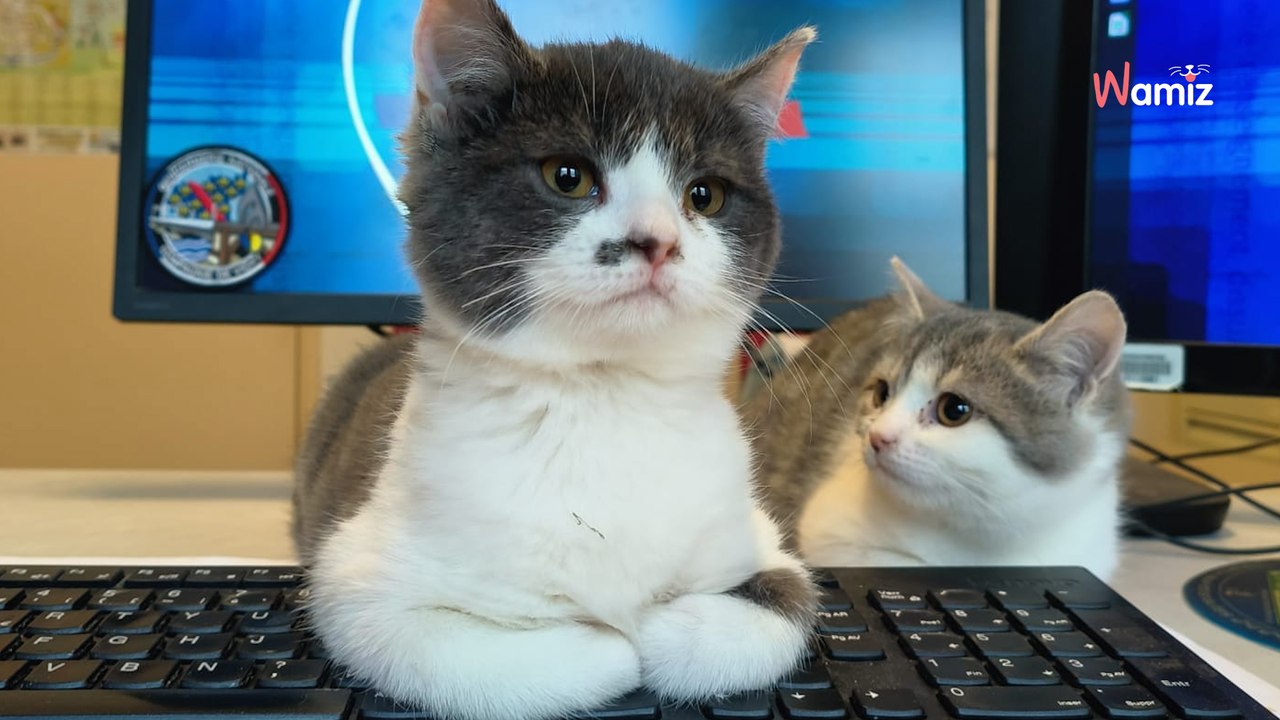 Allier : les gendarmes sauvent 4 chatons nouveaux-nés qui était dans un trou en dessous d'un nid de frelons