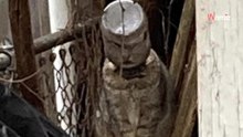 Trovano un gatto in una situazione assurda. Lottano contro il tempo per salvargli la vita