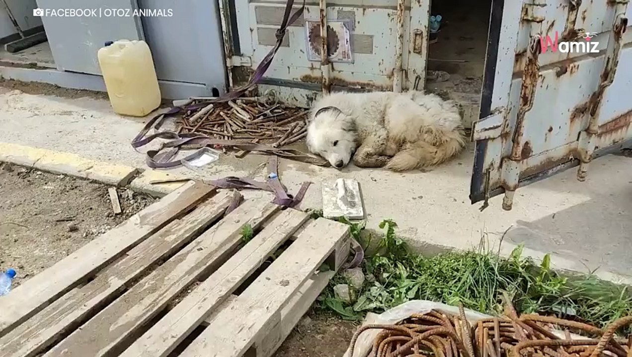 Bubu entkommt Leben an der Kette, aber ist nur noch ein Schatten ihres
