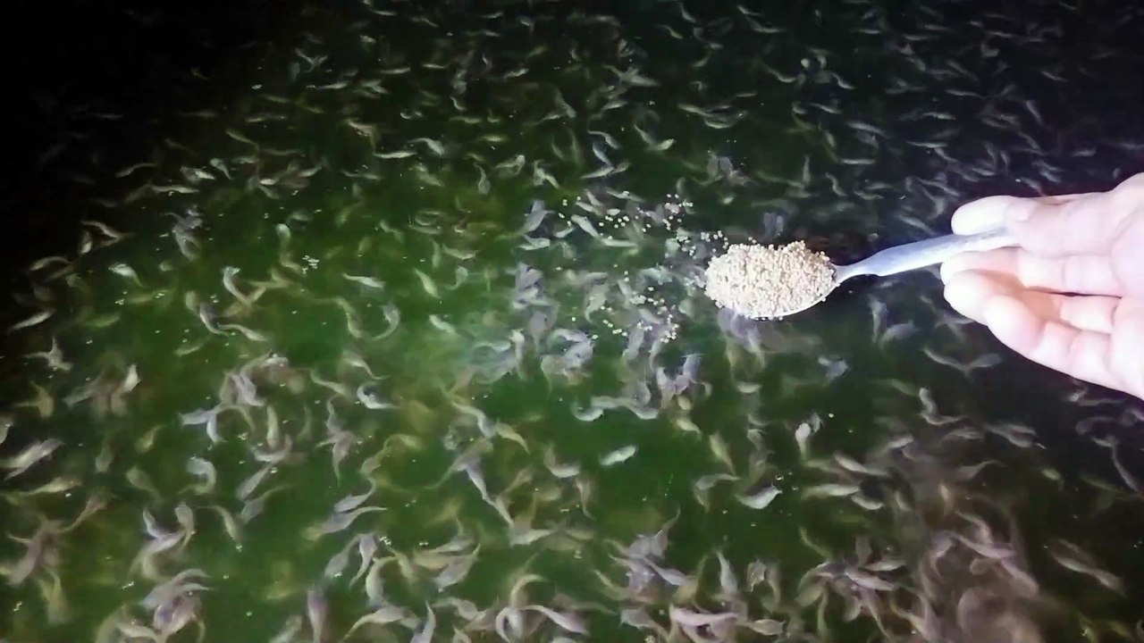 Takaran pemberian pakan IKAN LELE❗