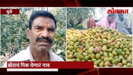 बोराचं उत्पन्न घेणाऱ्या लखपती शेतकऱ्यांचं गाव, लखपती गावाचं राज काय?