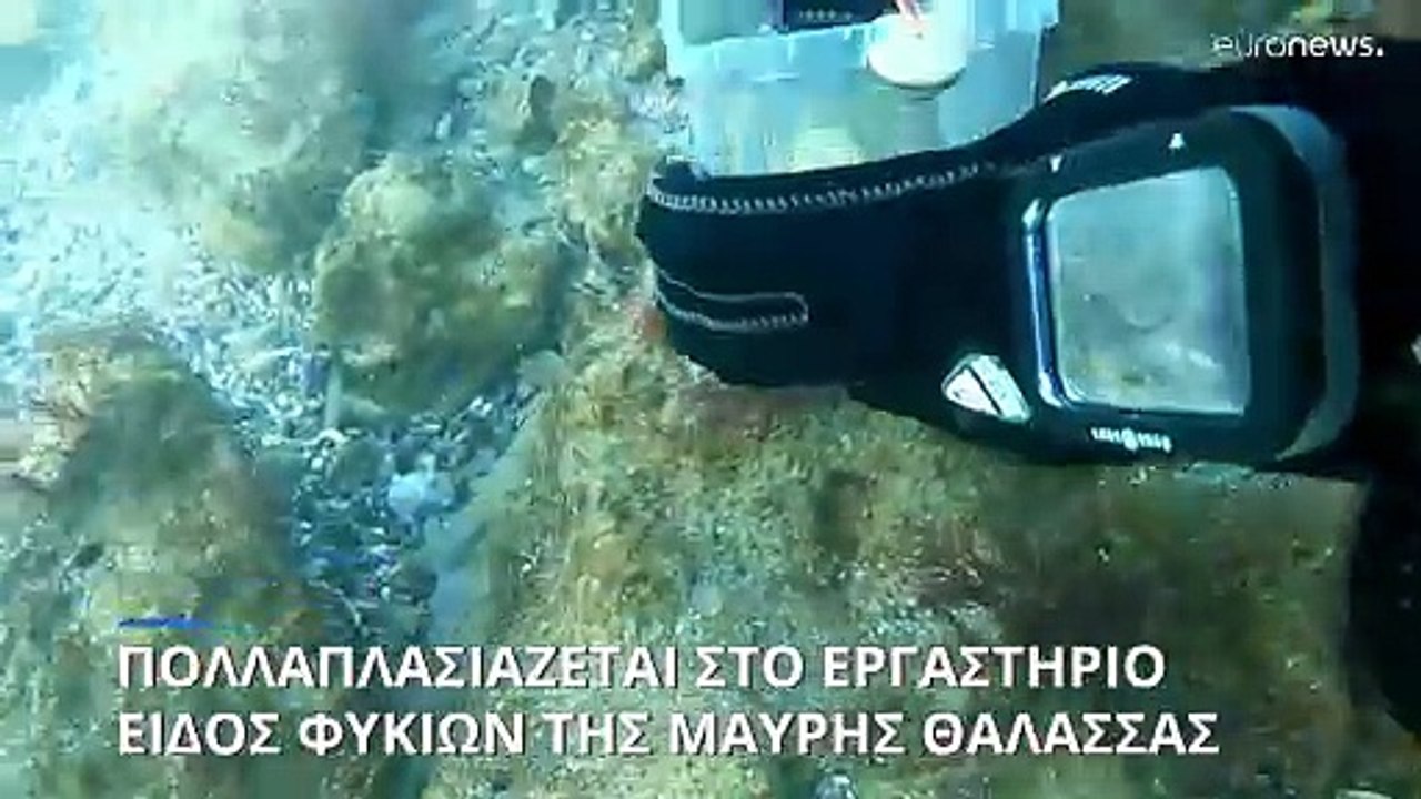 Απειλείται με εξαφάνιση σπάνιο είδος φυκιών στη...