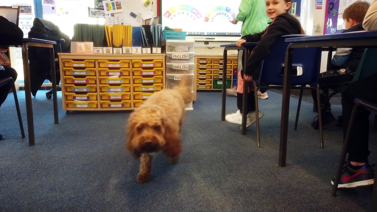 Buddy the dog