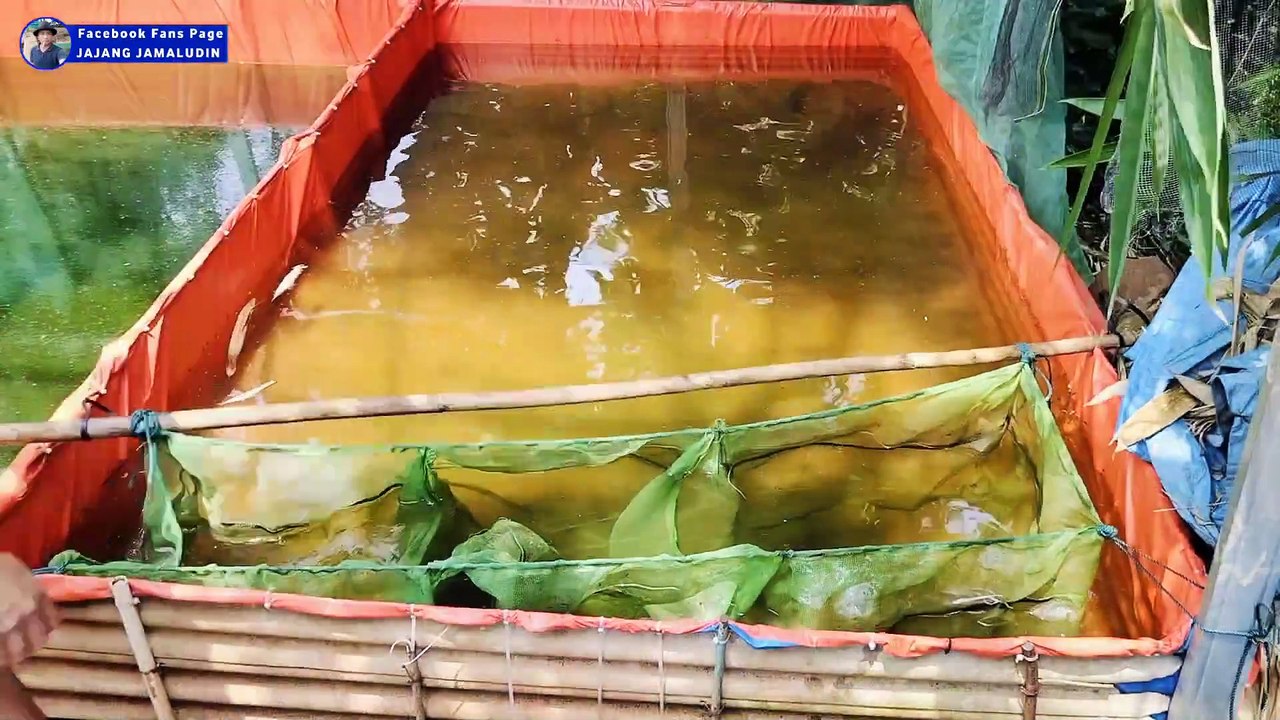 Cara panen LARVA LELE umur 20 hari❗Diperlukan kejelian, ketelitian, kesabaran dan peralatan yang komplit