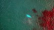 Rare beluga whale spotted swimming off Shetland coast