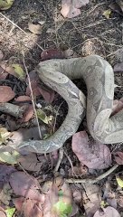 Fogo no Cocó: Cobras, tartarugas e roedores são animais mais impactados