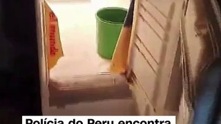 VÍDEO: Polícia encontra estufa de maconha escondida atrás de geladeira