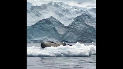 Un manchot atterrit au pire endroit qui soit...
