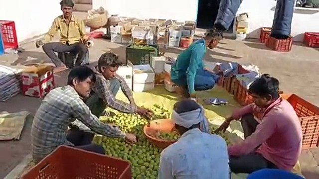 खांखरा के प्रगतिशील किसान बेर की खेती कर कमा रहे हैं मुनाफा, परंपरागत खेती को छोड़ किया नवाचार तो बढ़ गई आमदनी