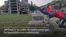 ANYmal, el robot de cuatro patas todoterreno