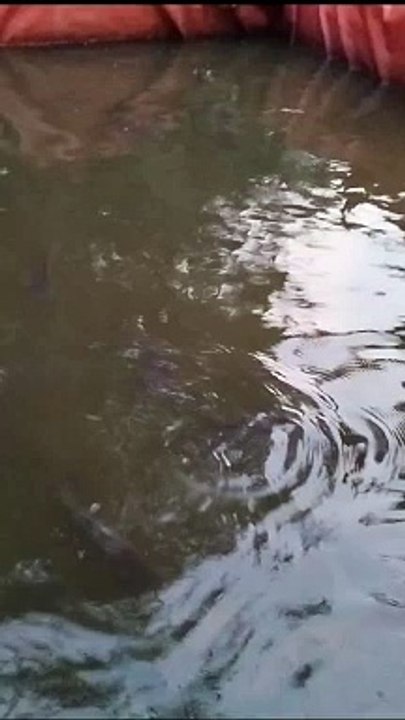 Berapa harga ikan lele KONSUMSI di daerah kalian per Januari 2024 ini❓Disaya sedang turun harganya
