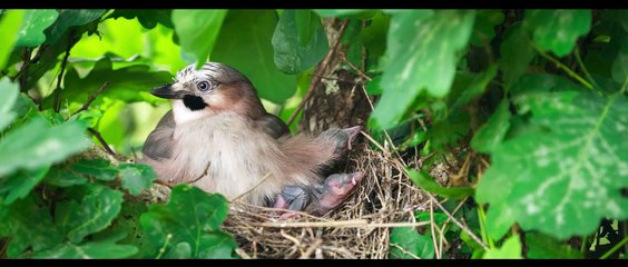 La quercia e i suoi abitanti, guarda una clip inedita del film (HD)
