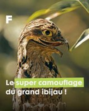 Le Grand Ibijau, un Oiseau Insolite qui se dissimule avec maestria parmi les branches !