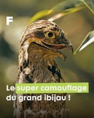 Le Grand Ibijau, un Oiseau Insolite qui se dissimule avec maestria parmi les branches !