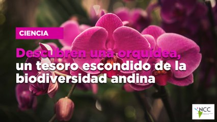 Descubren una orquídea, un tesoro escondido de la biodiversidad andina
