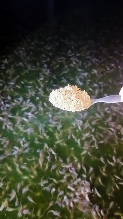 Diusahakan PELET dibibis dulu dengan air agar tidak mengembang diperut ikan