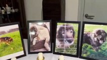 Supporters of the Lost Souls Sanctuary held a memorial to the 11 dead dogs last month